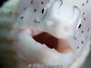 Face to face with a small pepper muray eel ;-) by Rico Besserdich 